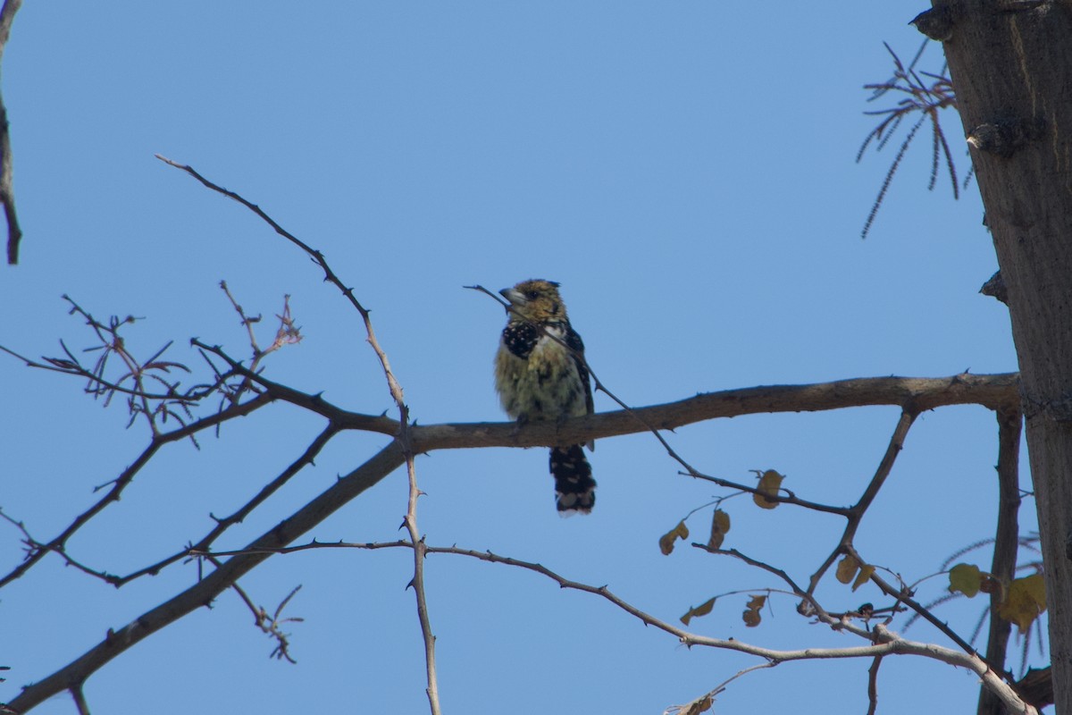 Crested Barbet - ML641438933