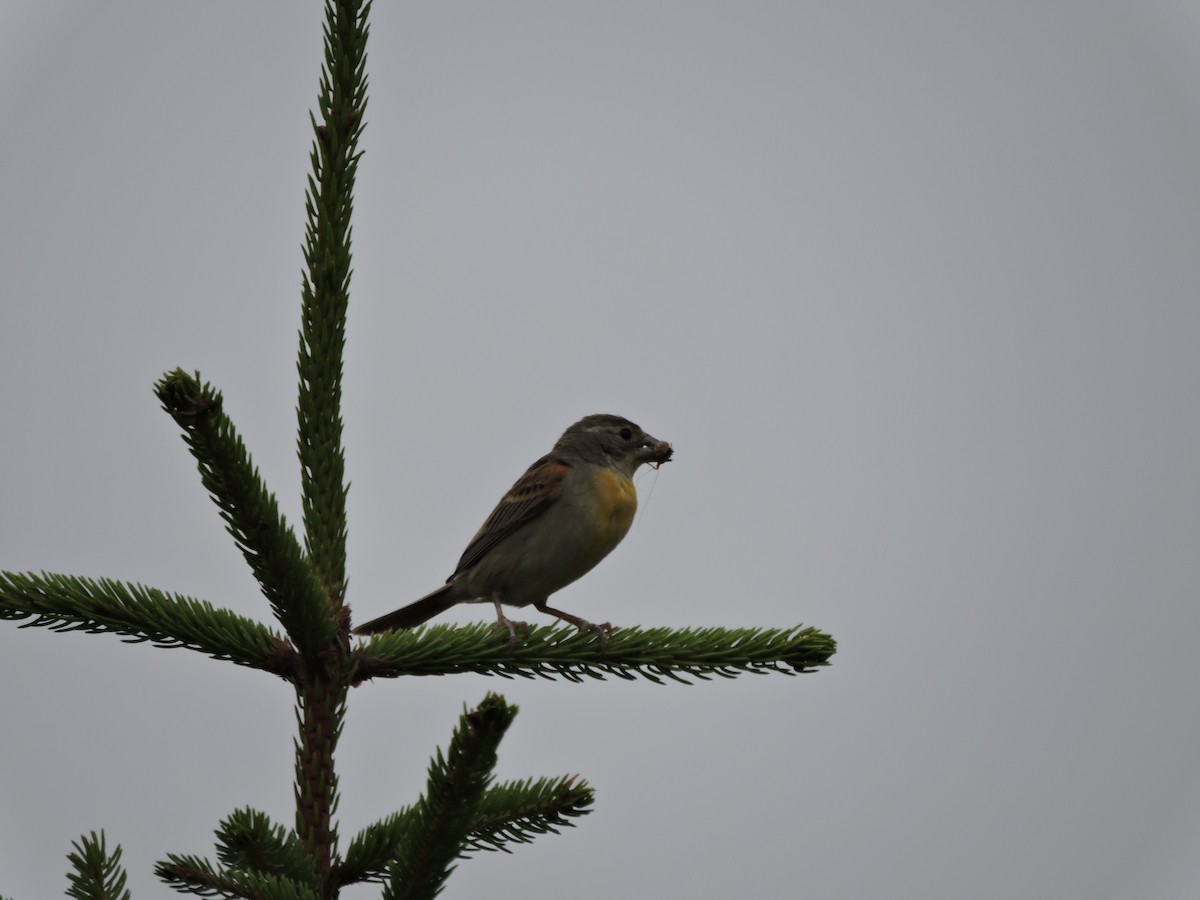 Dickcissel - Melody Walsh