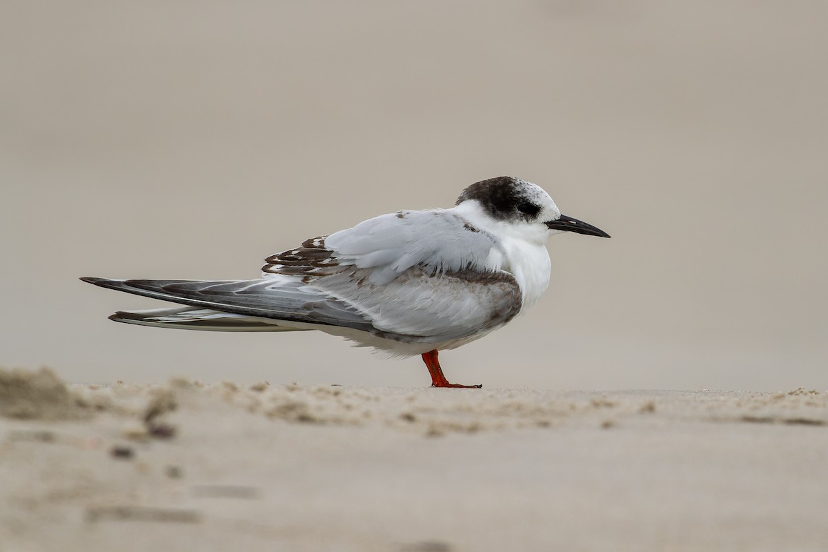 South American Tern - ML641439013