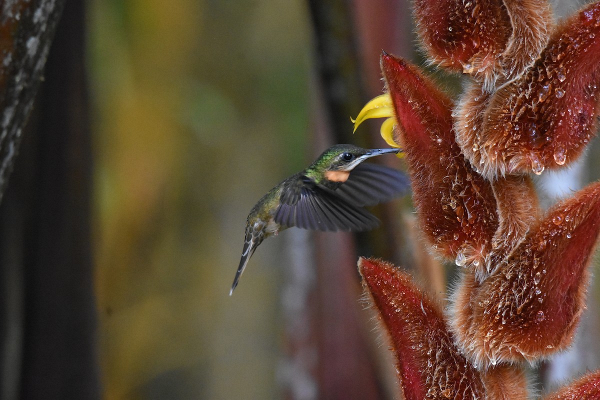 Pale-tailed Barbthroat - ML641439016