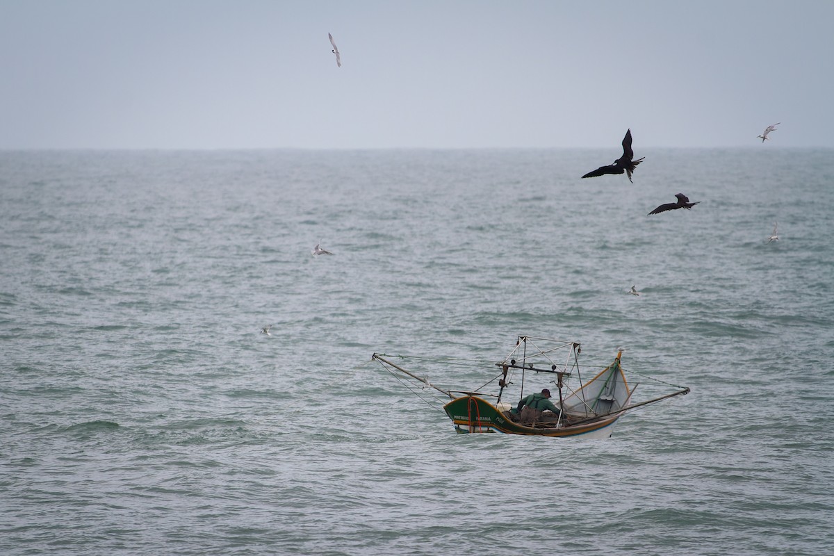 Magnificent Frigatebird - ML641439025