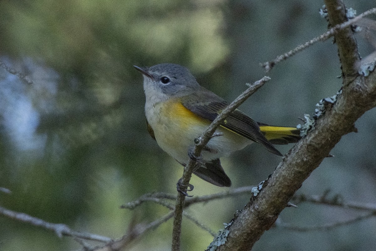 American Redstart - ML641439060