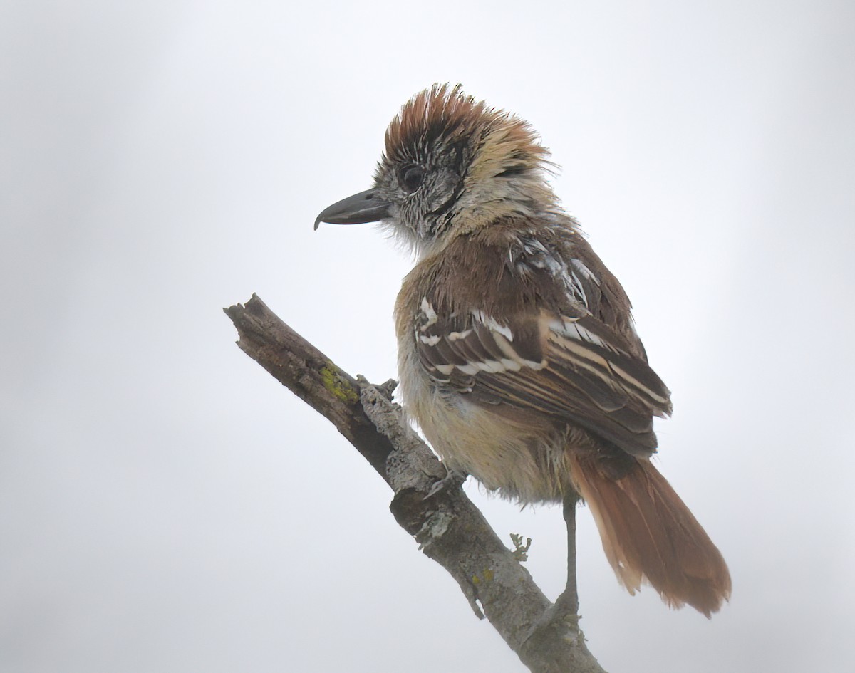 Collared Antshrike (shumbae) - ML641439093