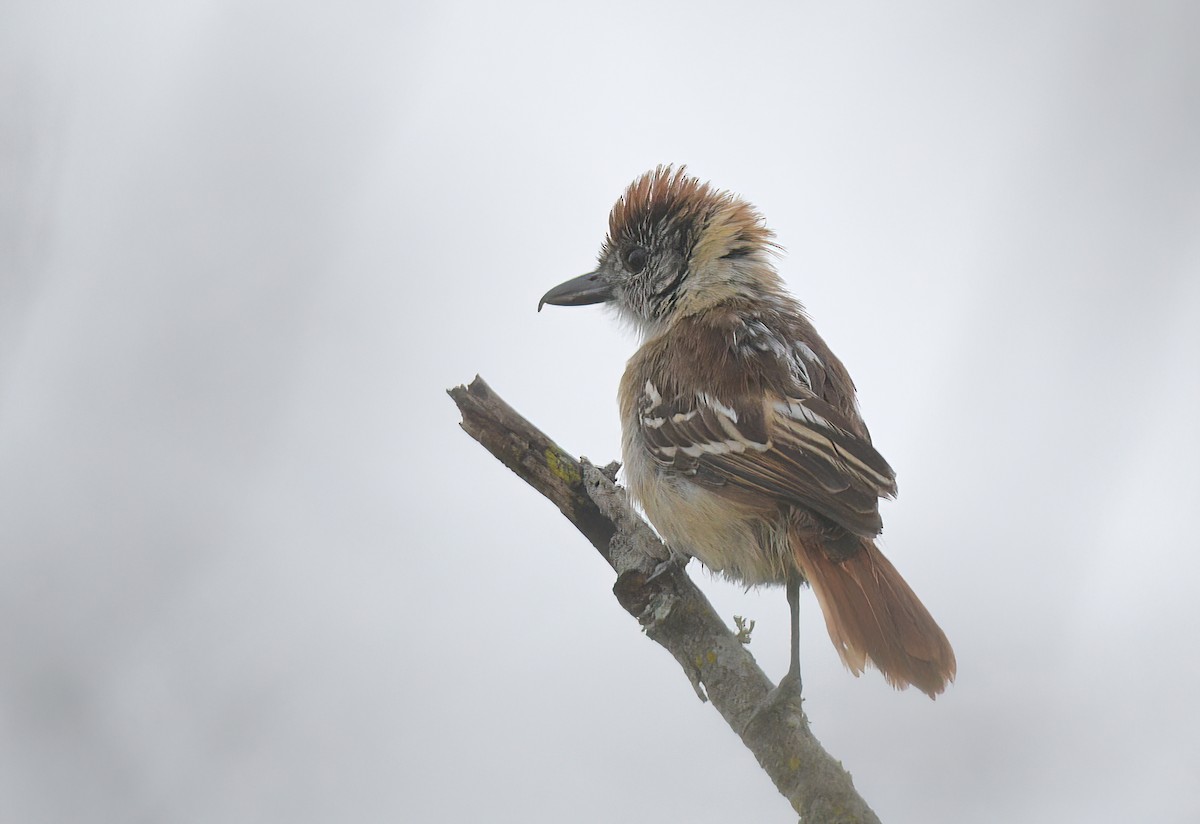 Collared Antshrike (shumbae) - ML641439098