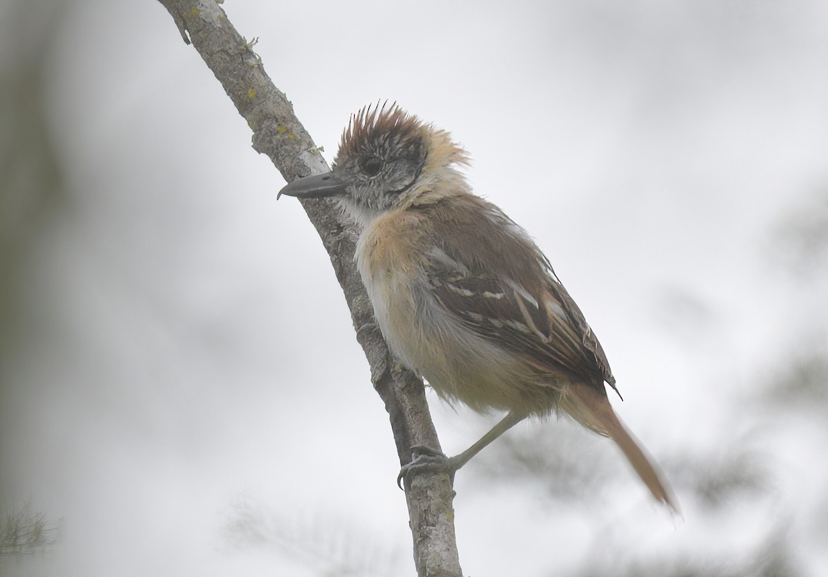 Collared Antshrike (shumbae) - ML641439099