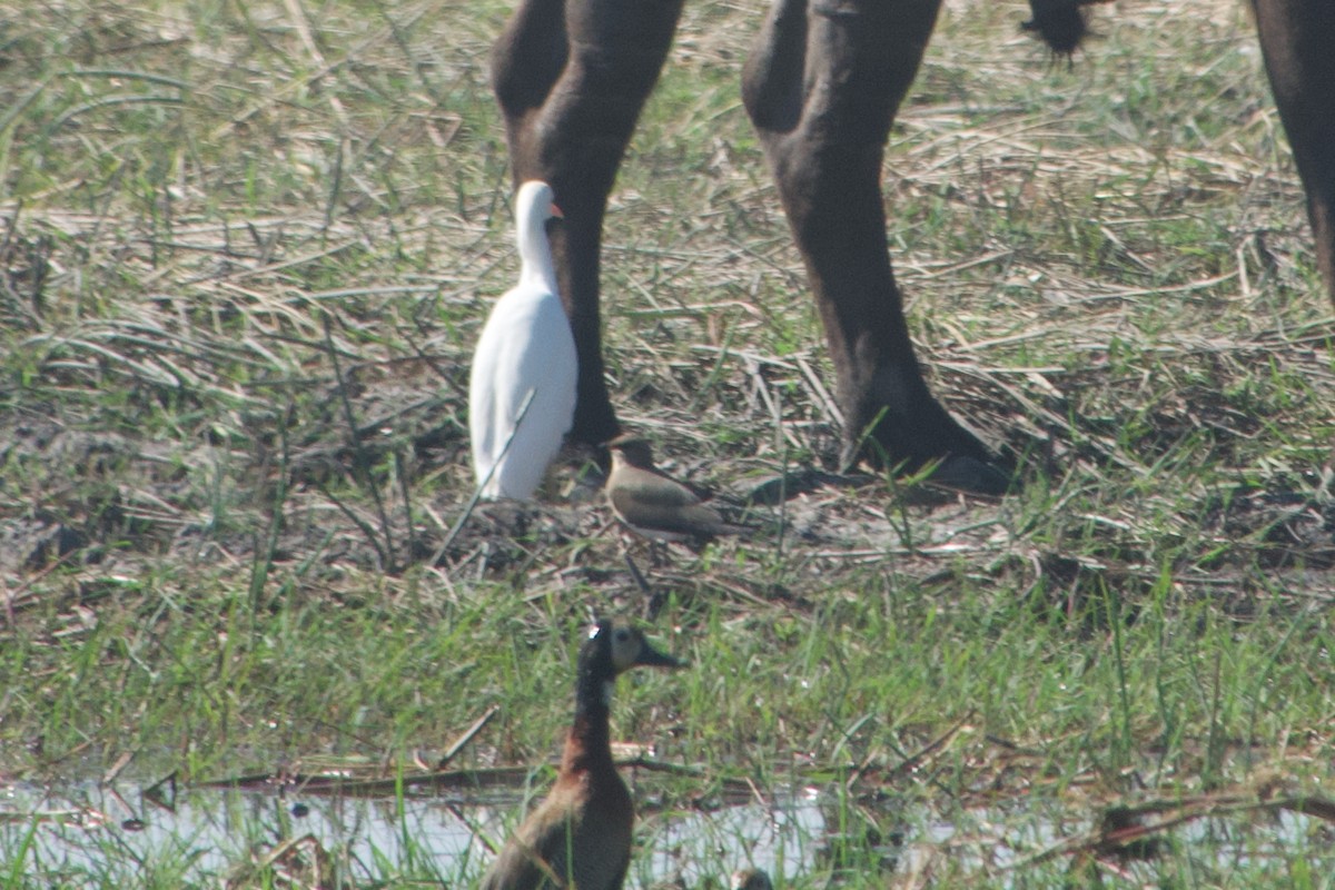 Collared Pratincole - ML641439108