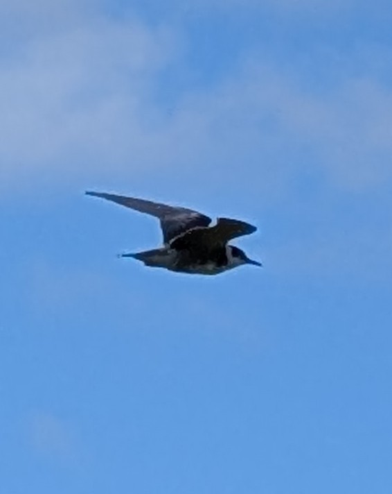 ハシグロクロハラアジサシ - ML641439131