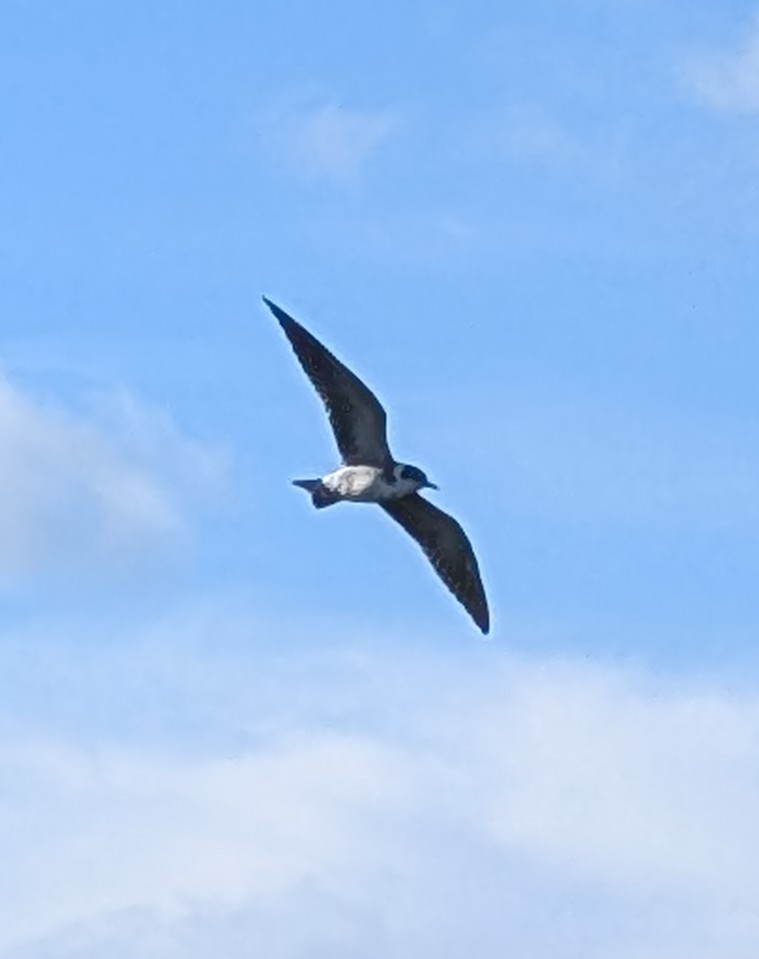 ハシグロクロハラアジサシ - ML641439136