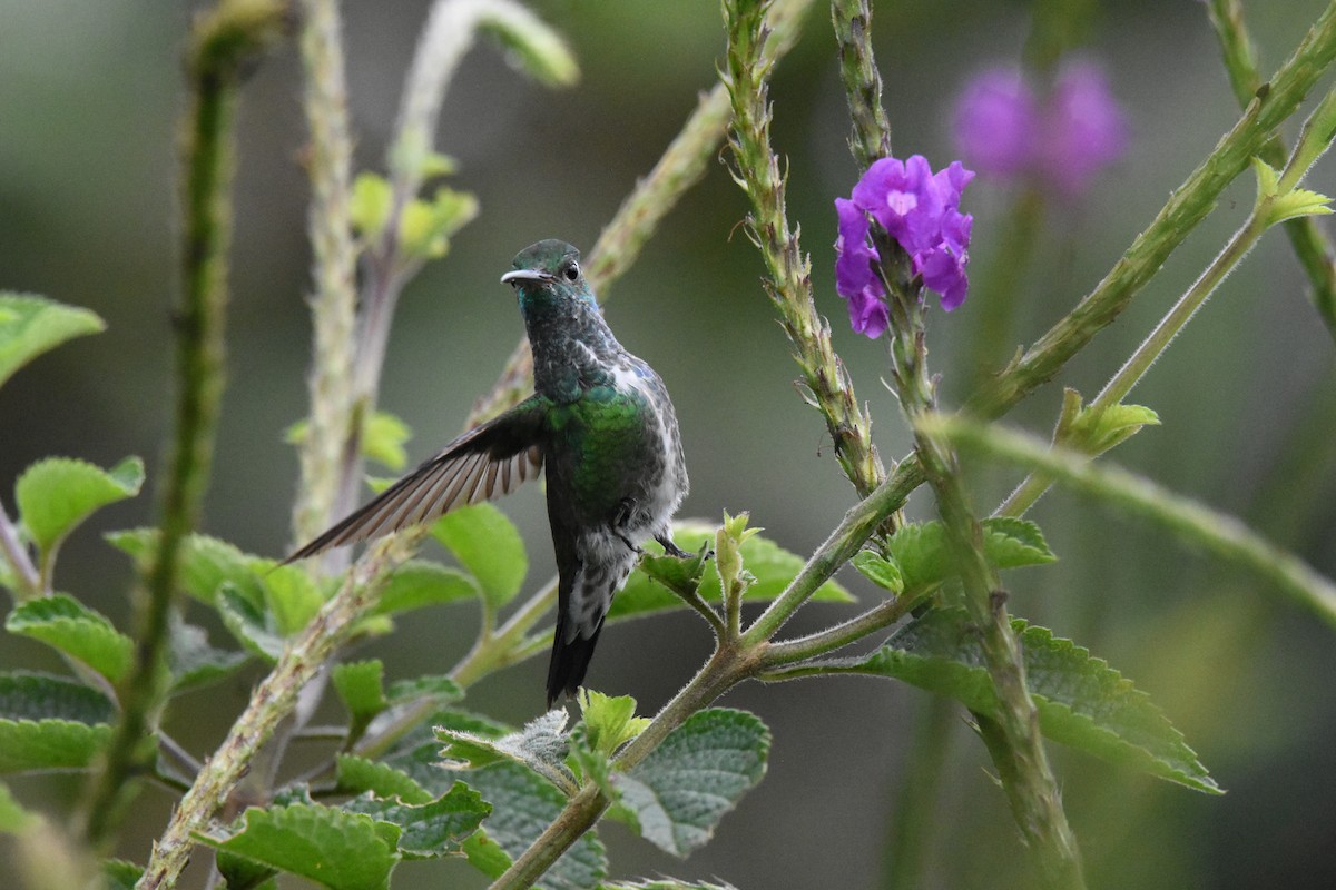 Glittering-throated Emerald - ML641439159