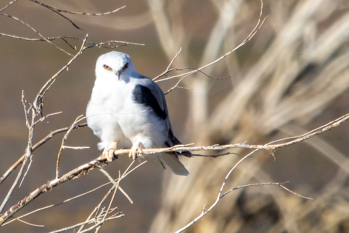 White-tailed Kite - ML641439176