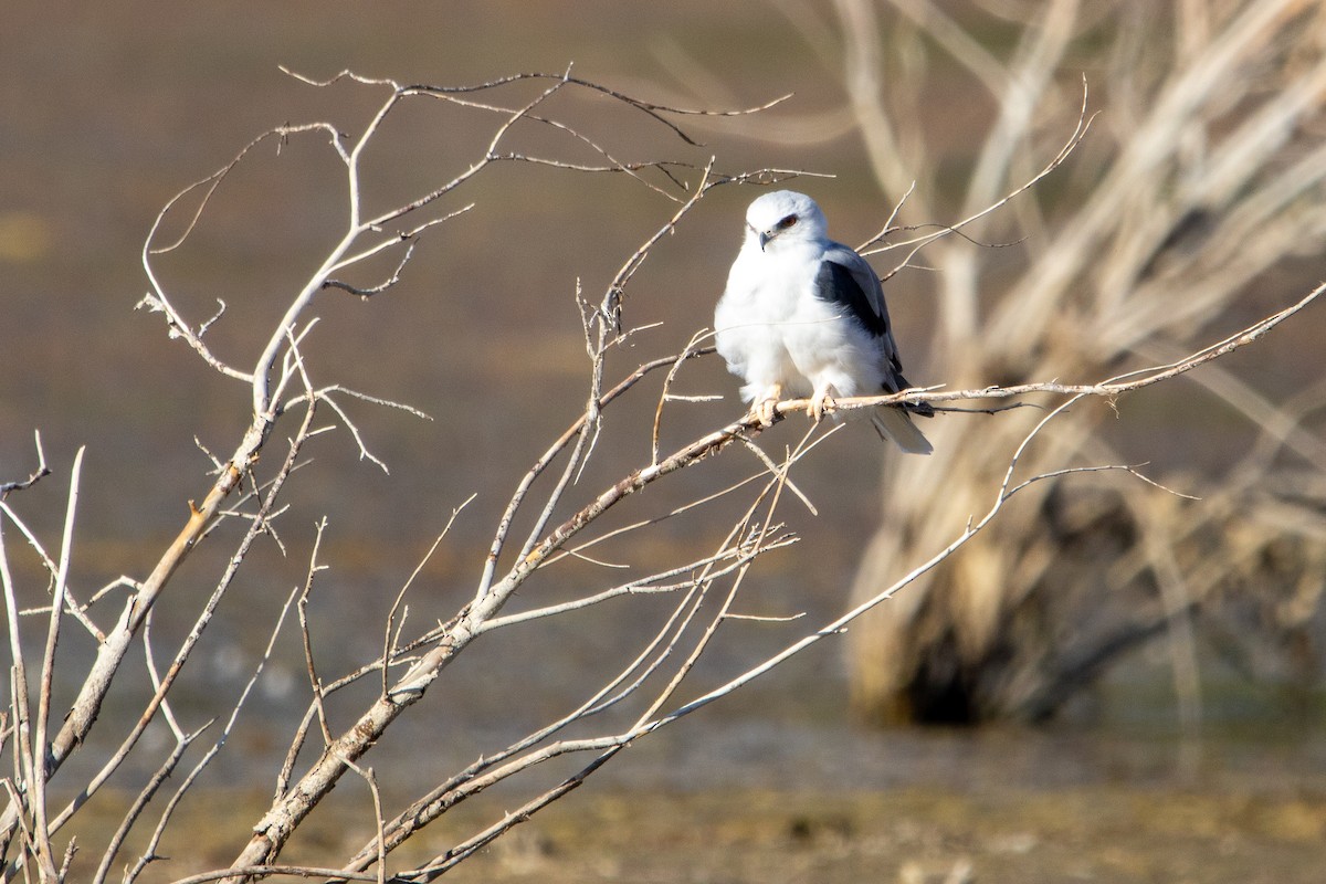 White-tailed Kite - ML641439177