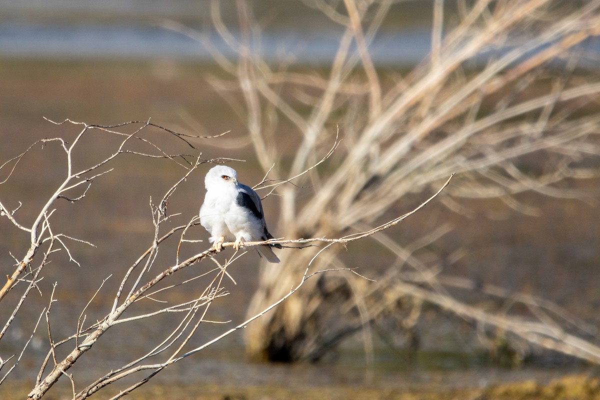 White-tailed Kite - ML641439179