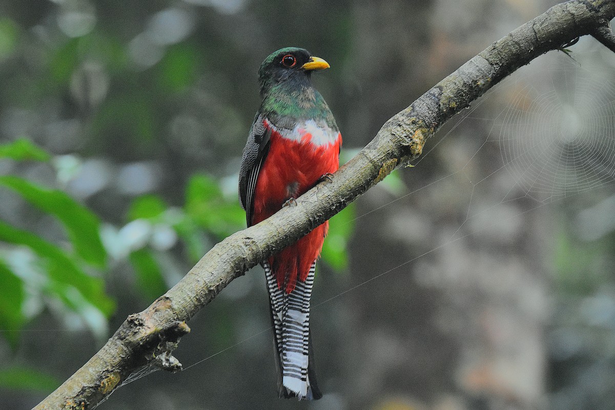 Trogon rosalba - ML641439182