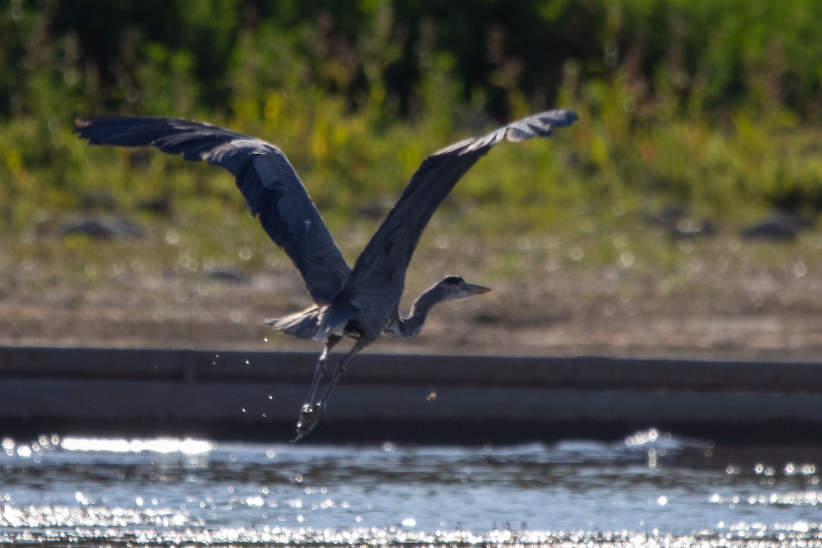 Great Blue Heron - ML641439185