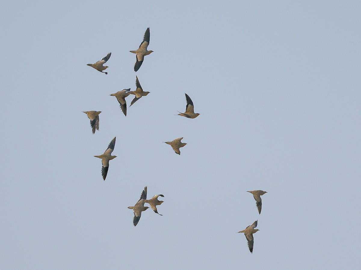 Chestnut-bellied Sandgrouse - ML641439194