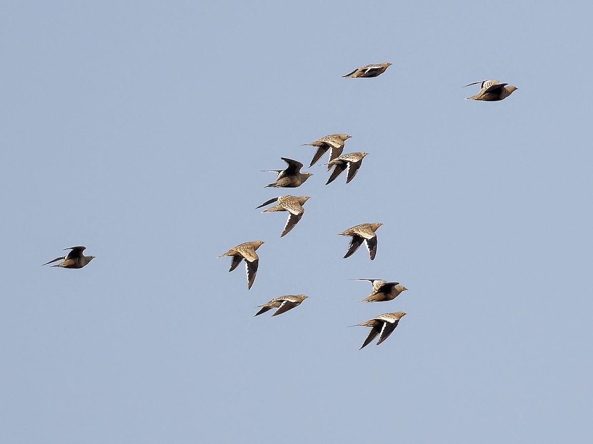 Chestnut-bellied Sandgrouse - ML641439195