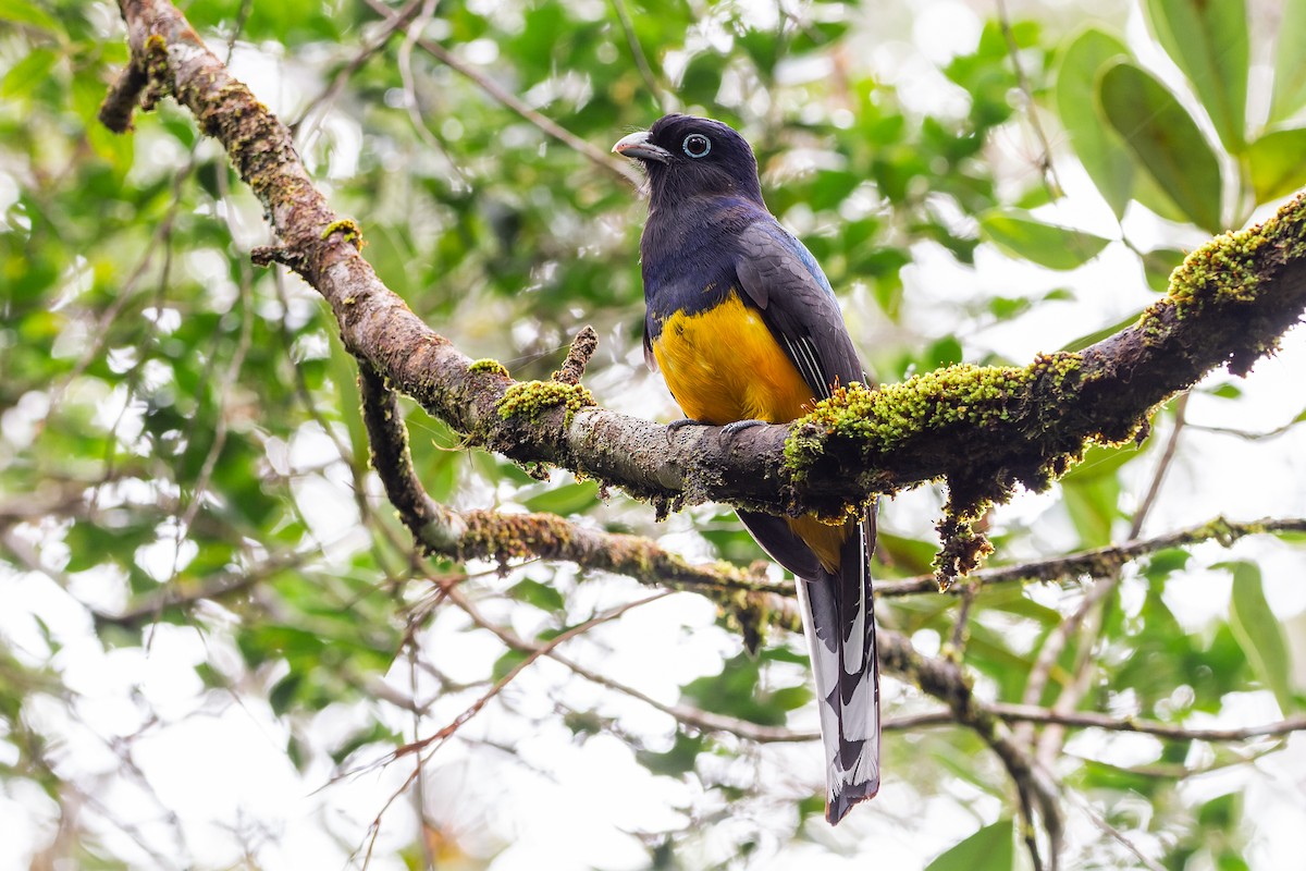 Green-backed Trogon - ML641439199
