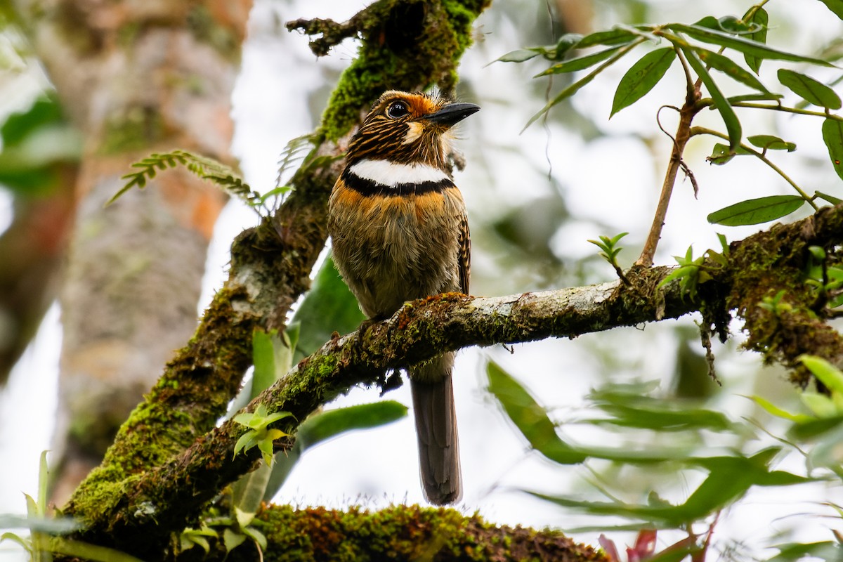 Crescent-chested Puffbird - ML641439219
