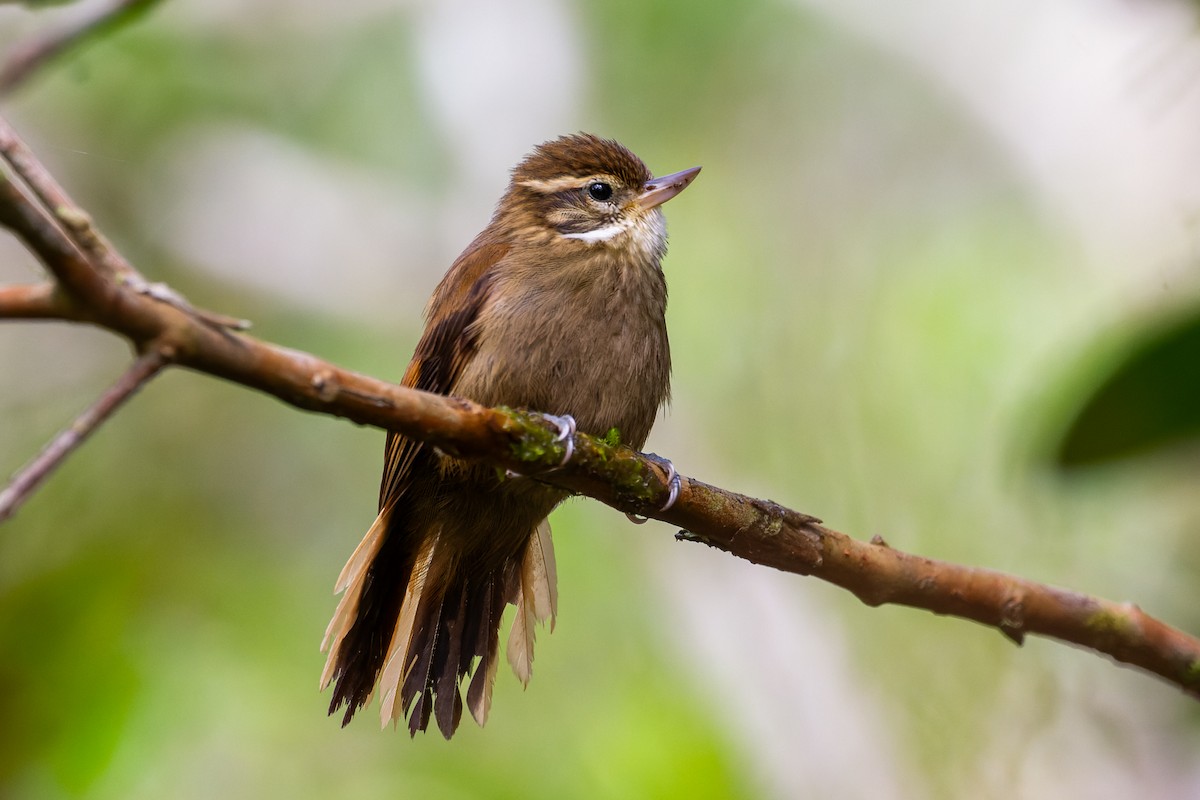 Atlantic Plain-Xenops - ML641439230