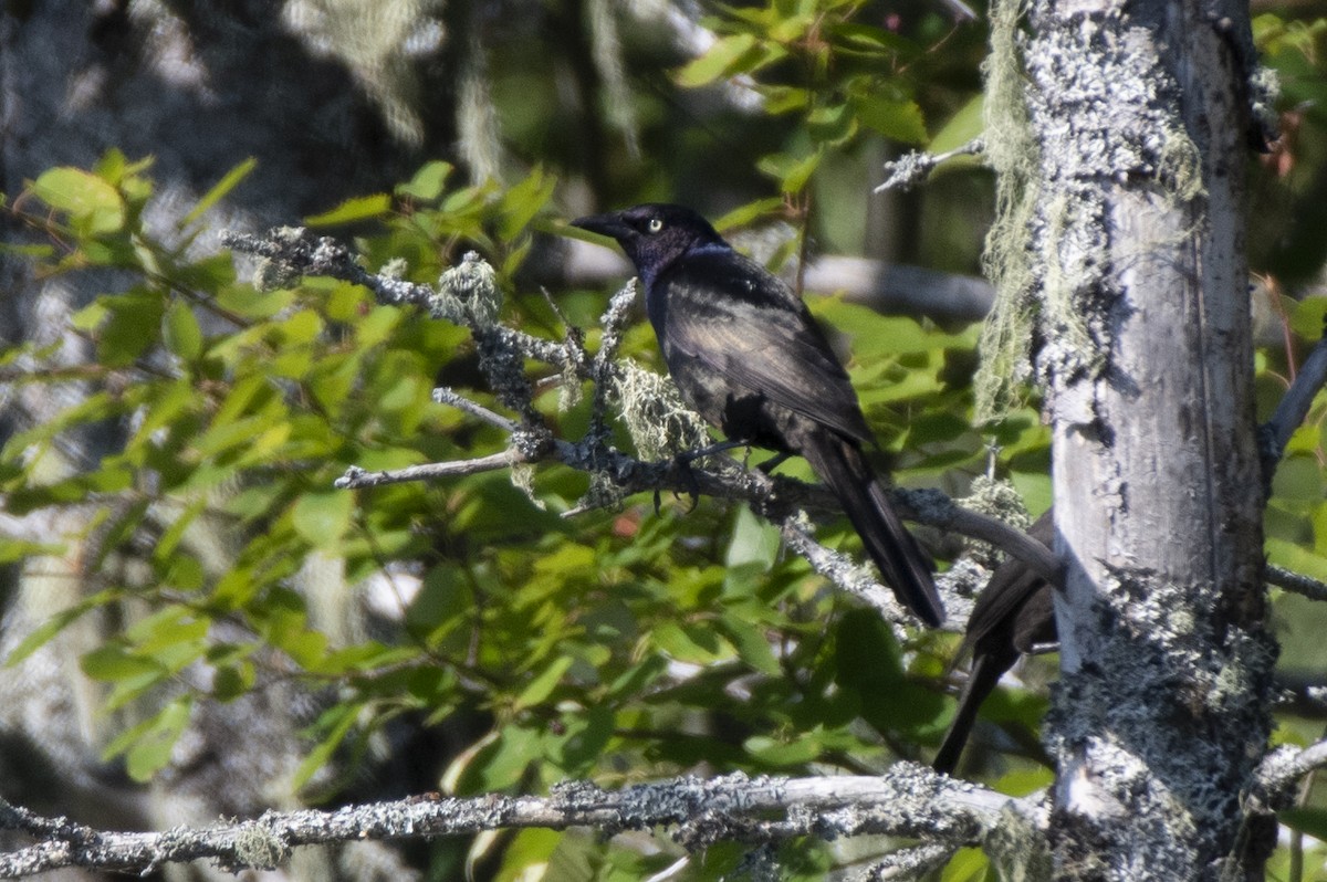 Common Grackle - ML641439238
