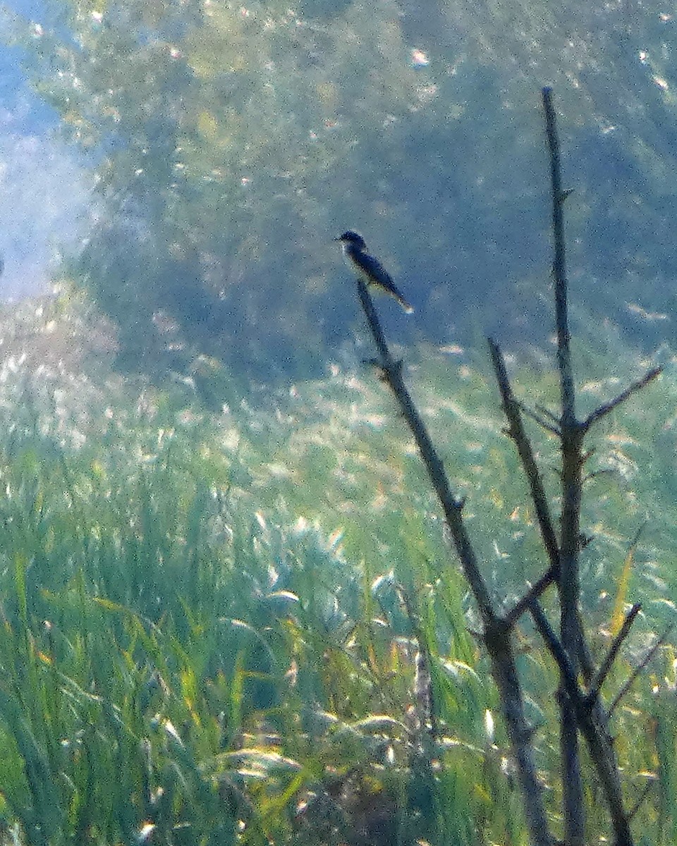Eastern Kingbird - ML641439240