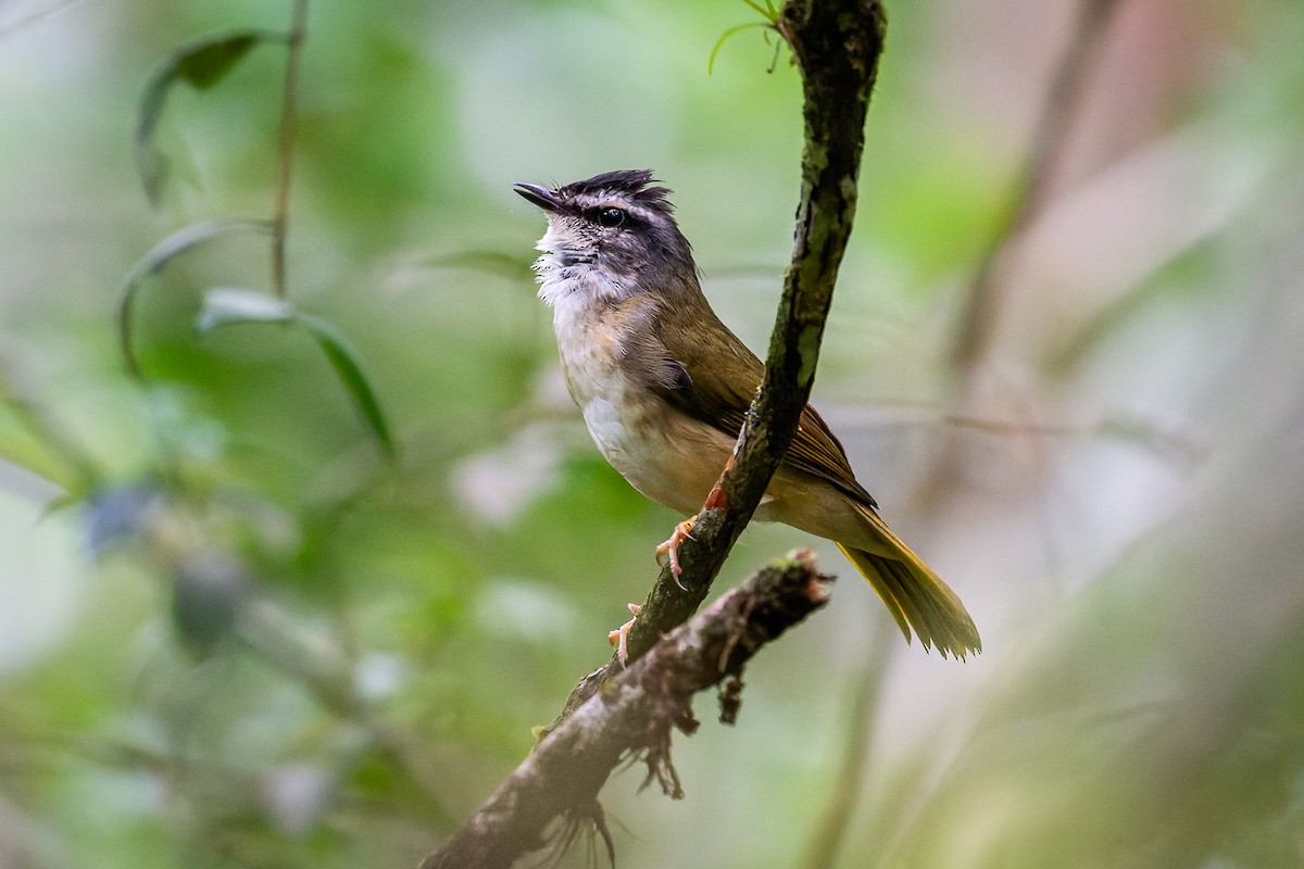 Riverbank Warbler (Southern) - ML641439242