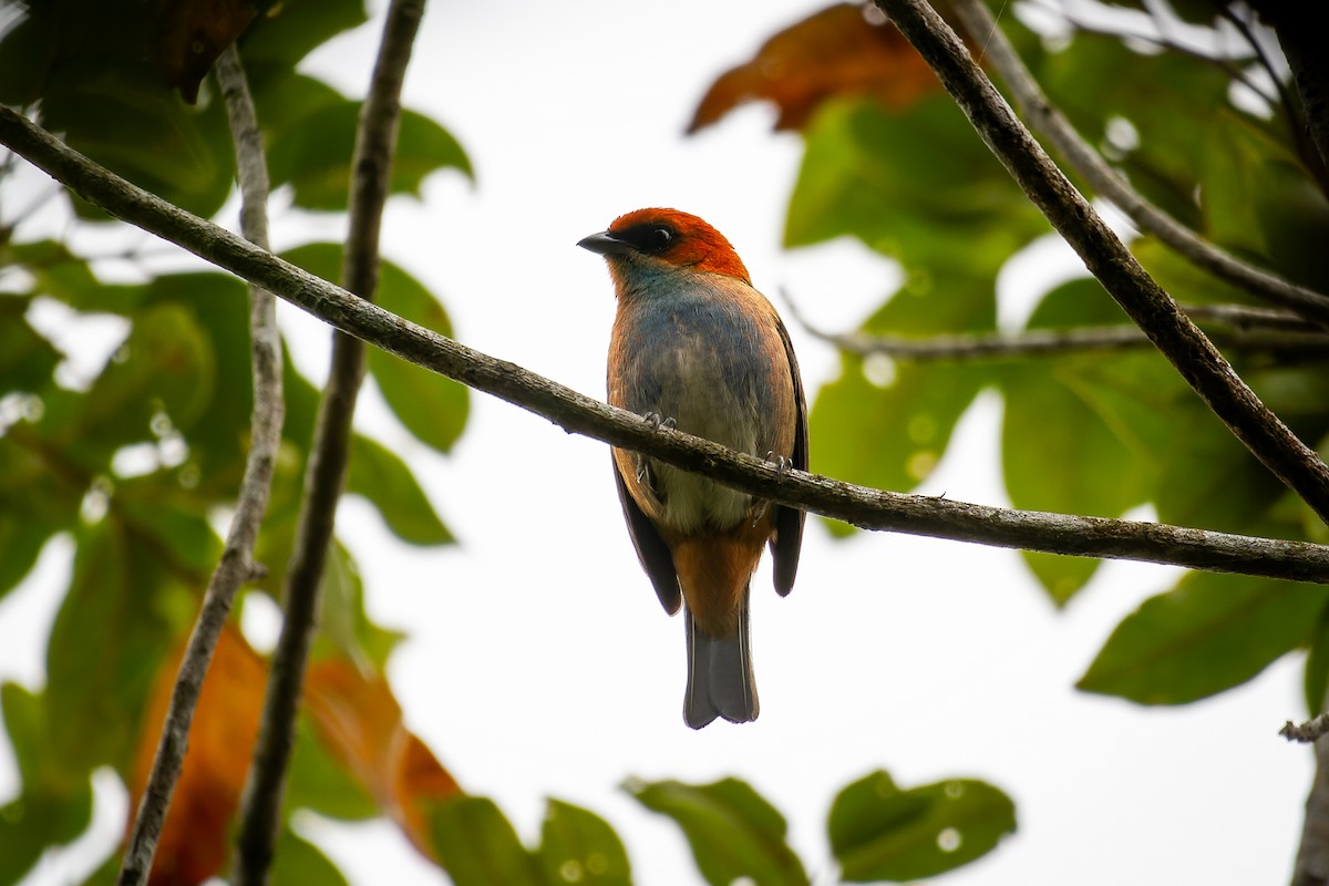Black-backed Tanager - ML641439246