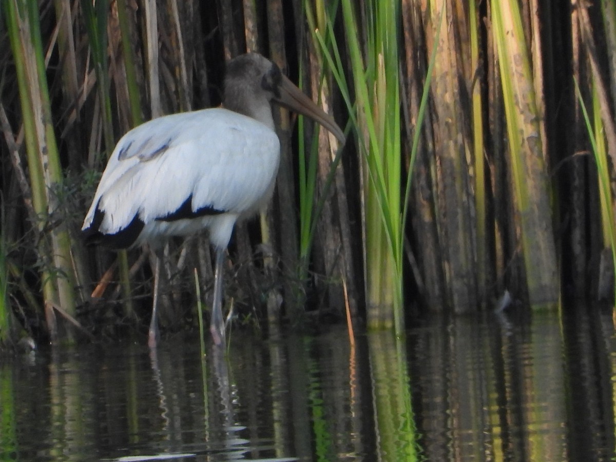 Wood Stork - ML641439253