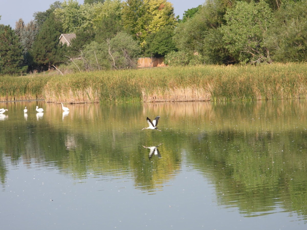 Wood Stork - ML641439254
