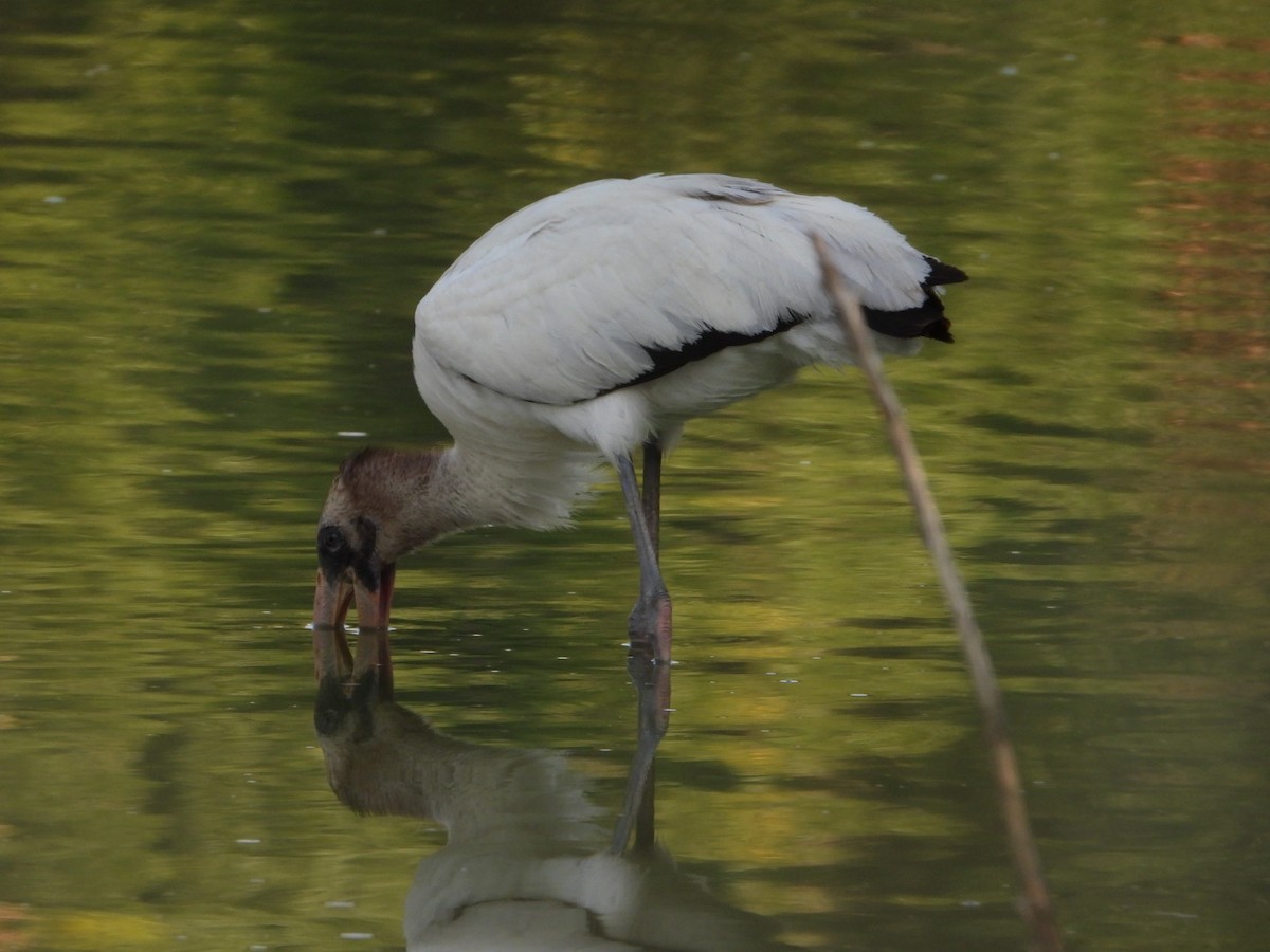Wood Stork - ML641439255