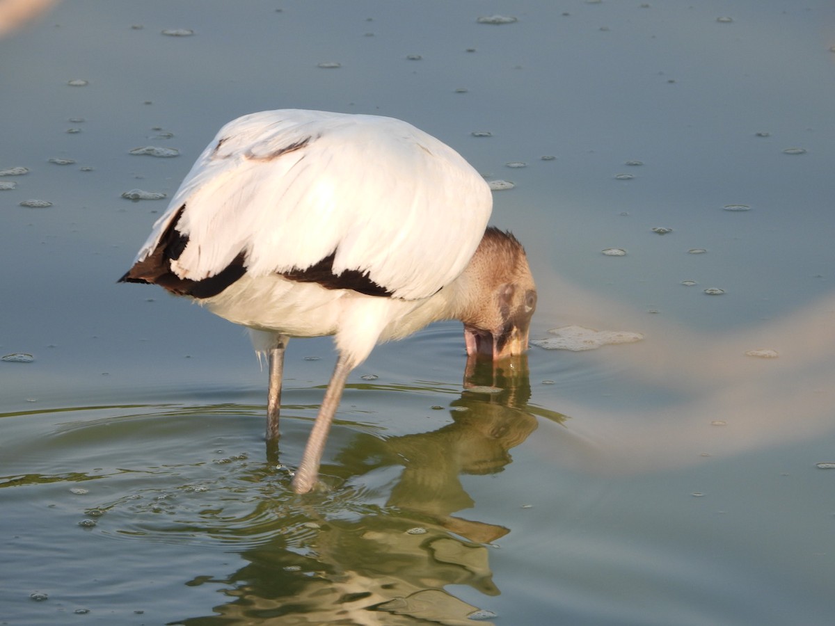 Wood Stork - ML641439256