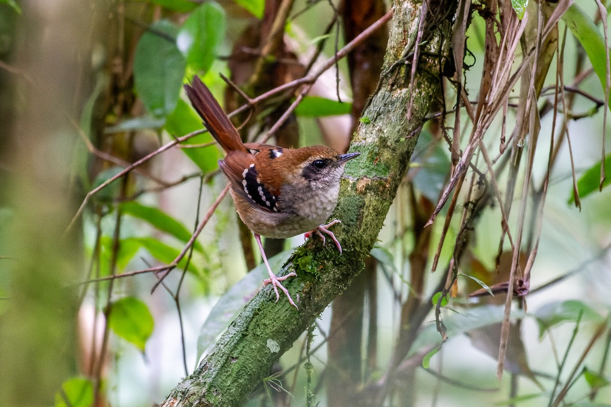 Squamate Antbird - ML641439259