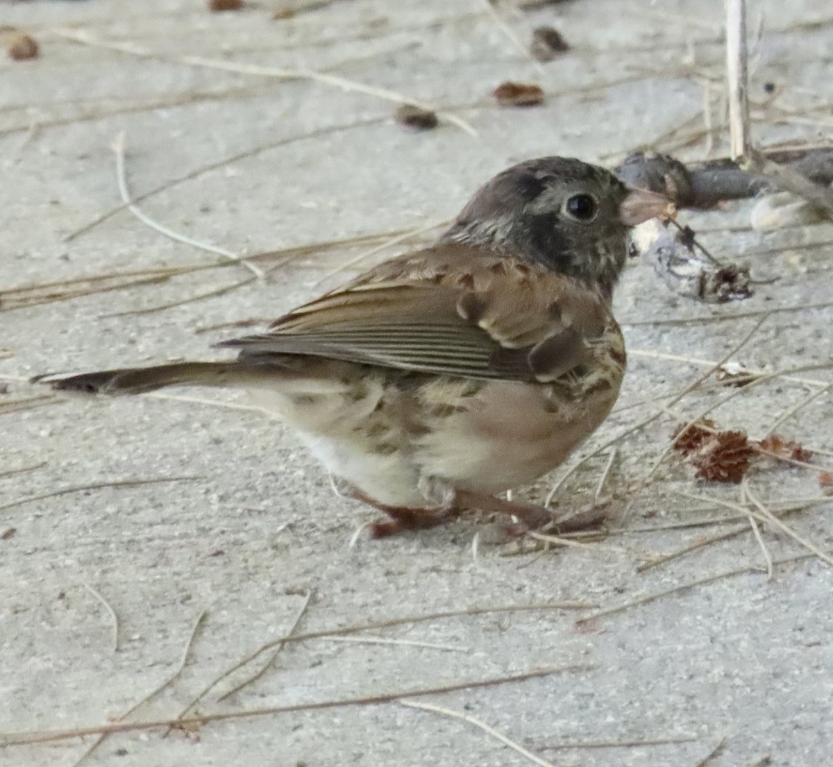 Dark-eyed Junco - ML641439283