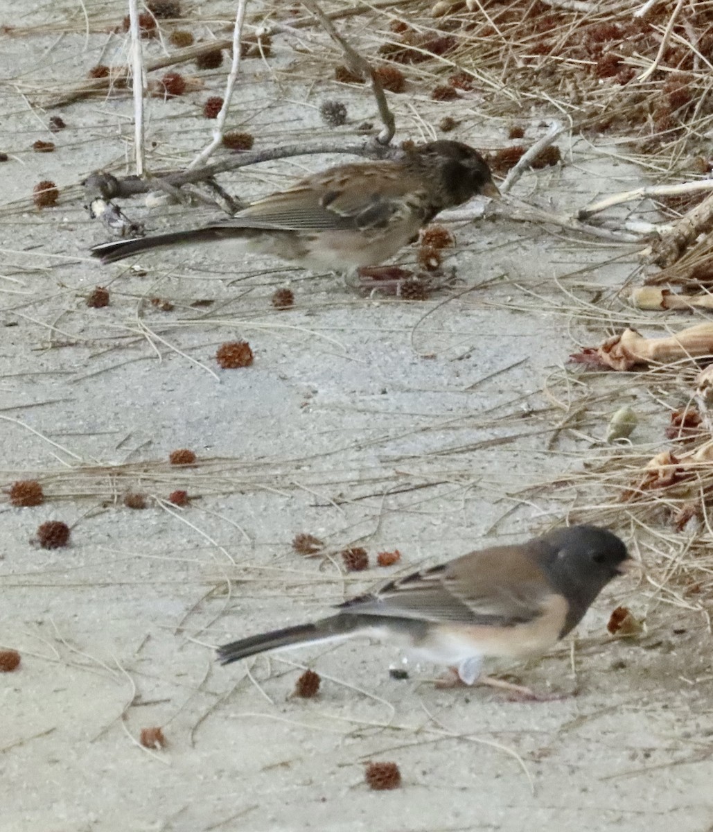 Dark-eyed Junco - ML641439284