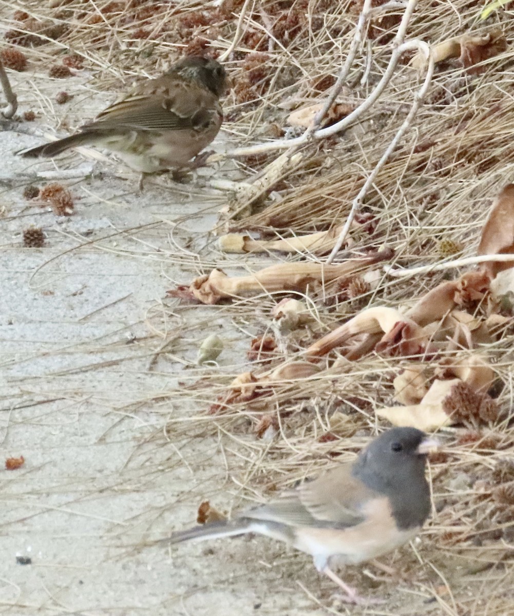 Dark-eyed Junco - ML641439286