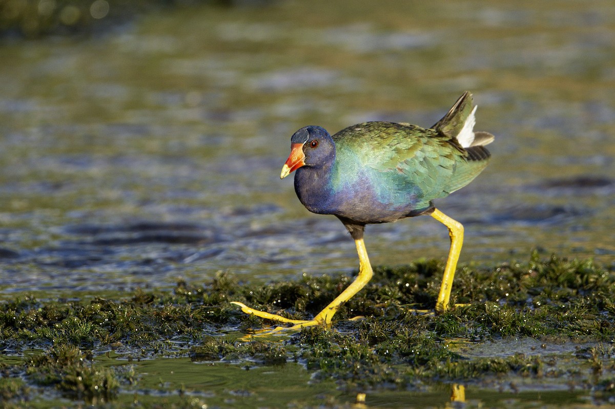 slípka žlutonohá - ML641439392