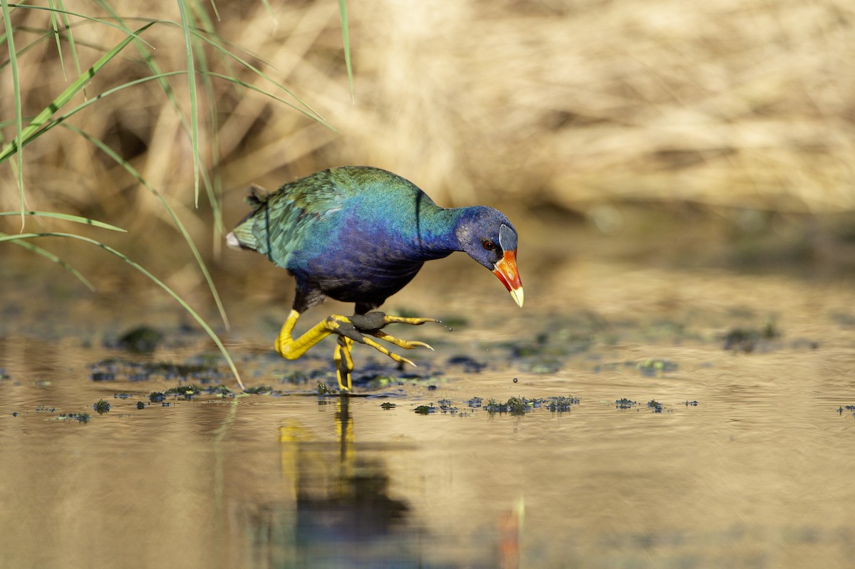 slípka žlutonohá - ML641439393