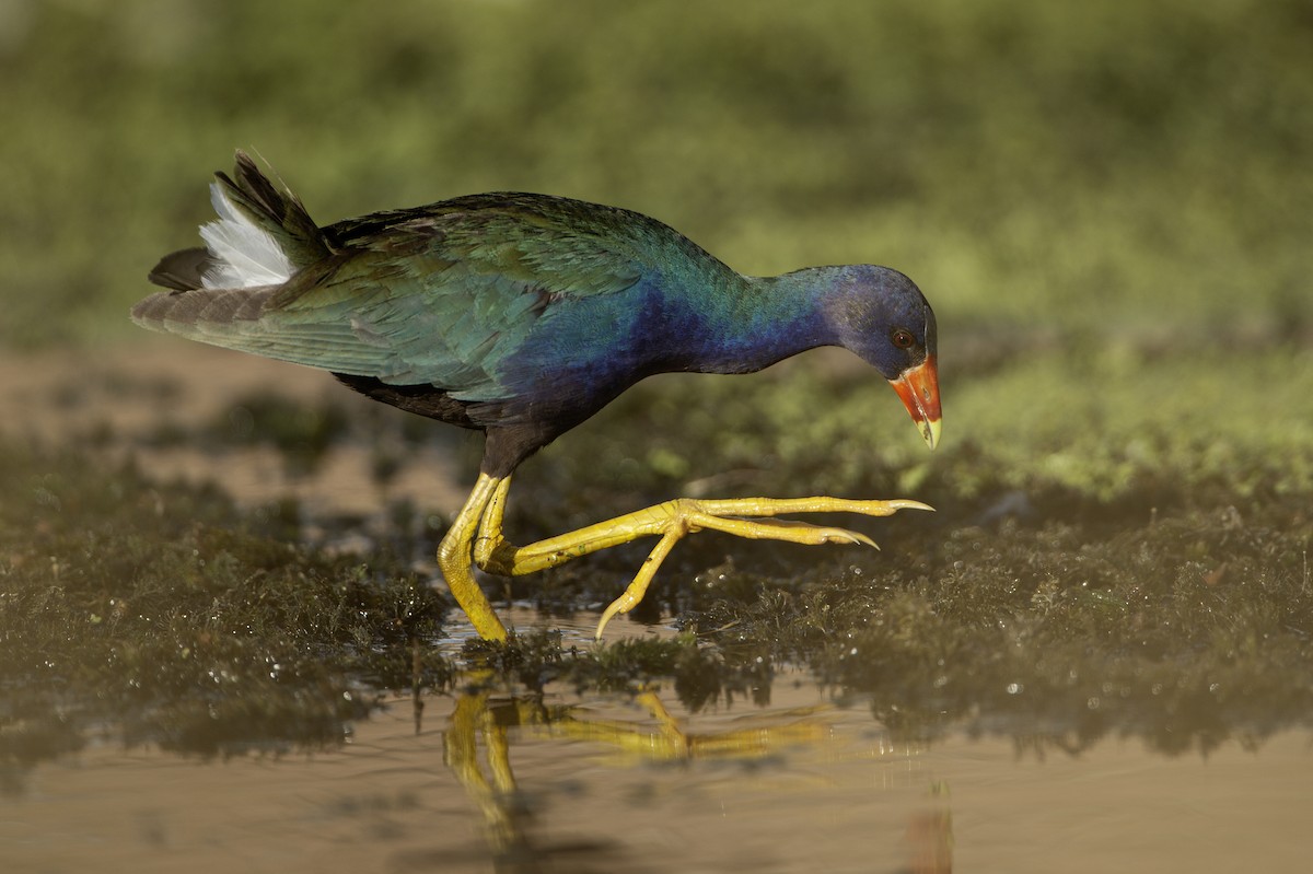 slípka žlutonohá - ML641439394