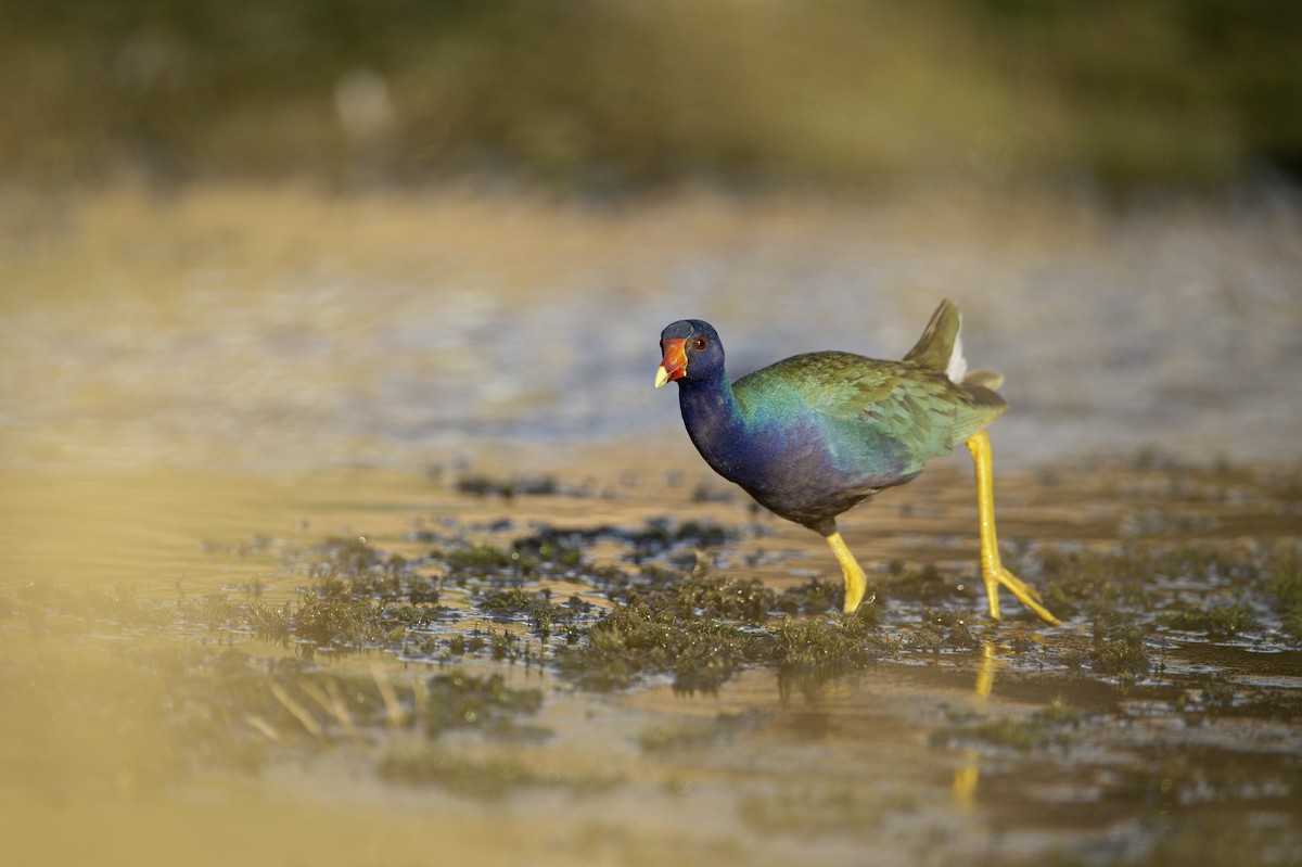 slípka žlutonohá - ML641439395