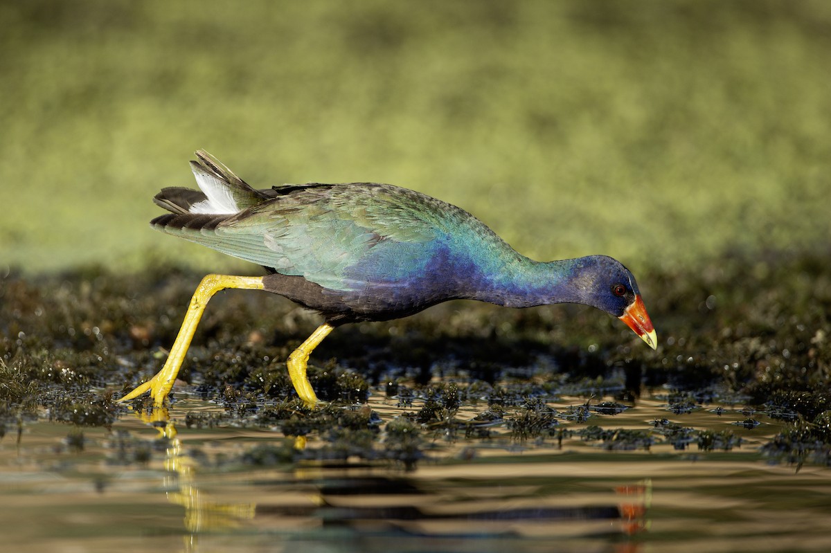 slípka žlutonohá - ML641439396