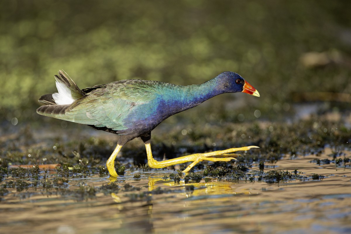 slípka žlutonohá - ML641439397