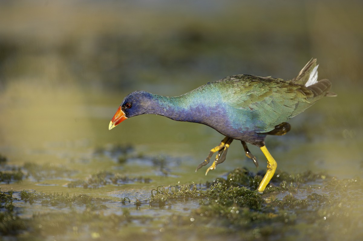 slípka žlutonohá - ML641439404