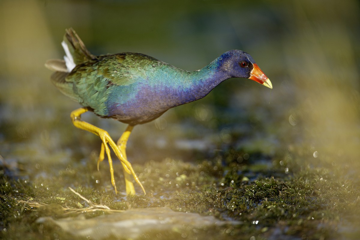 slípka žlutonohá - ML641439405