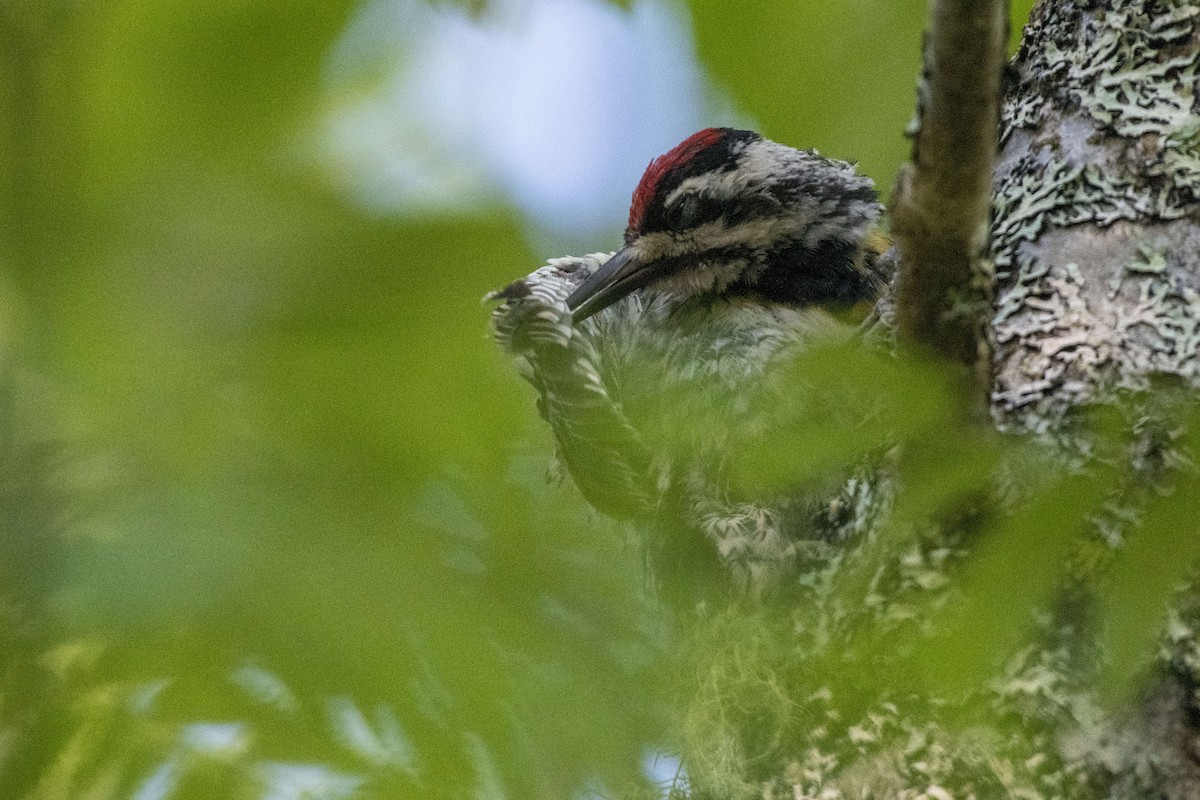 Yellow-bellied Sapsucker - ML641439406