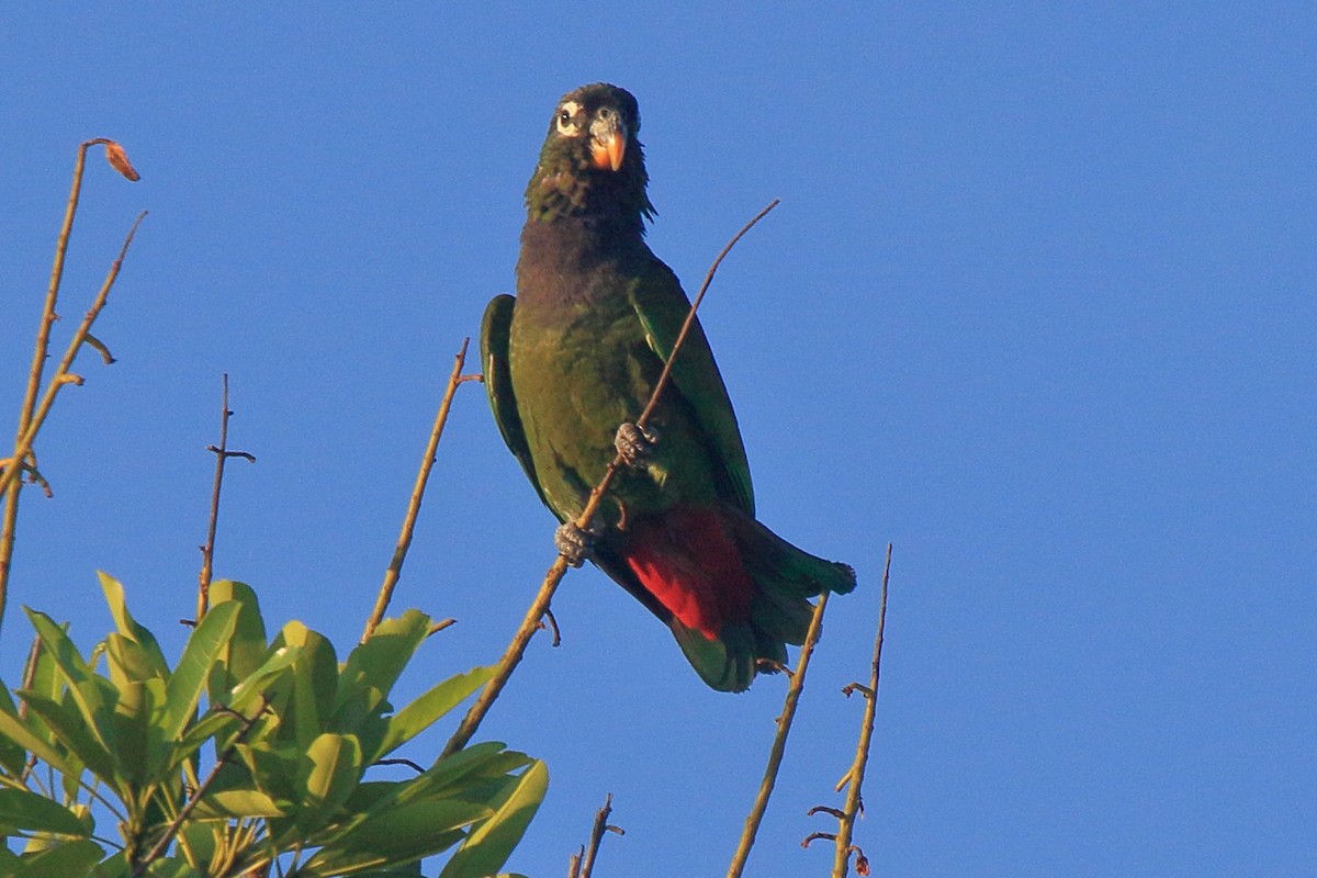 Scaly-headed Parrot - ML641439410