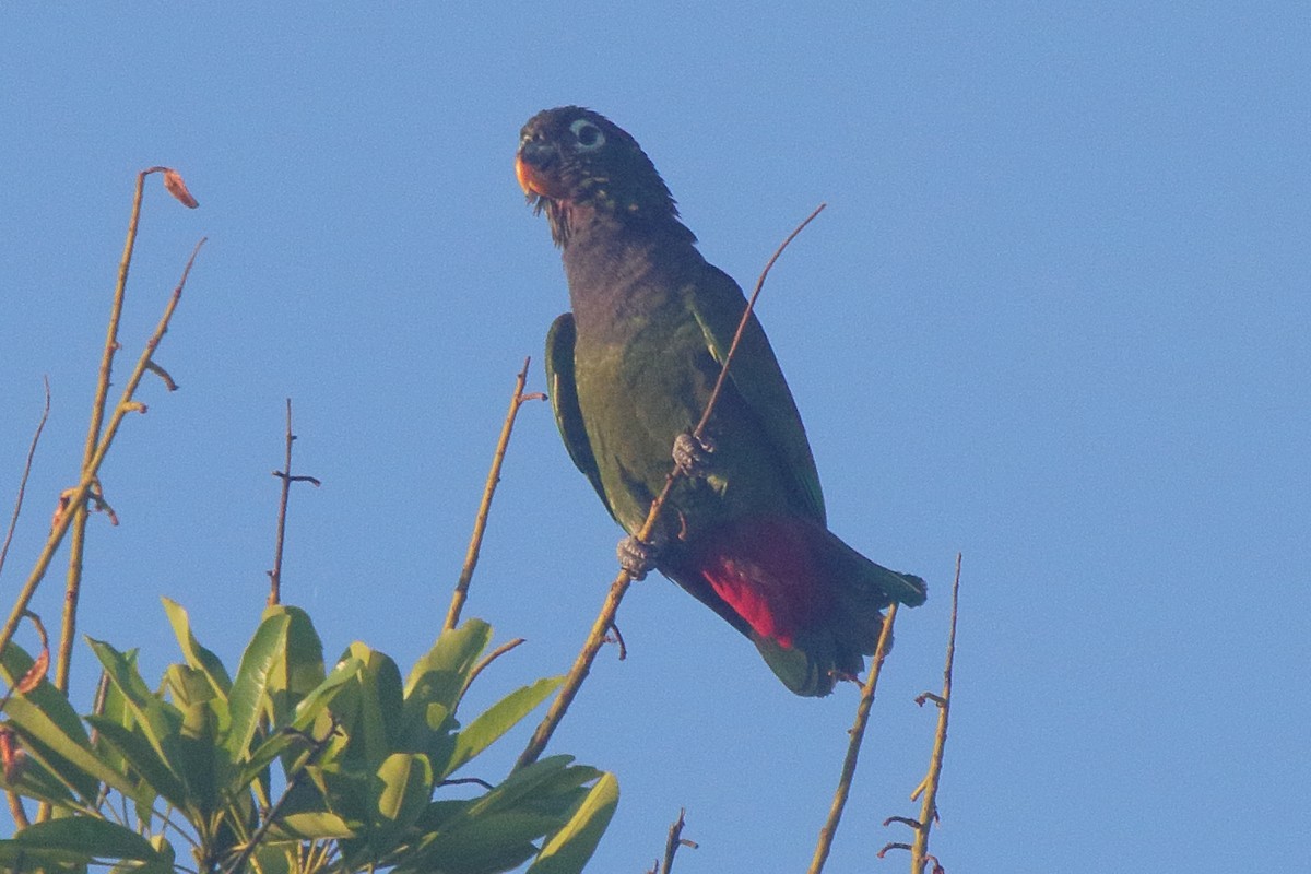 Scaly-headed Parrot - ML641439412