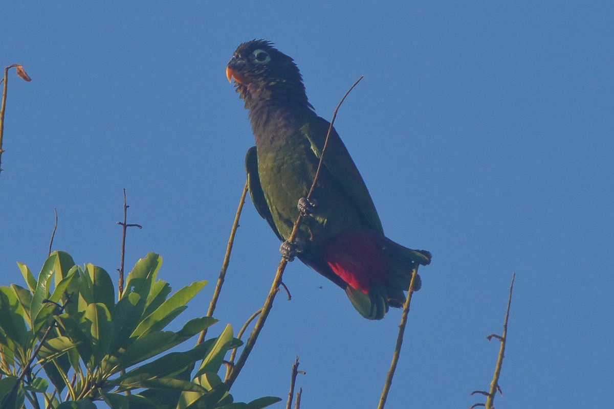 Scaly-headed Parrot - ML641439413