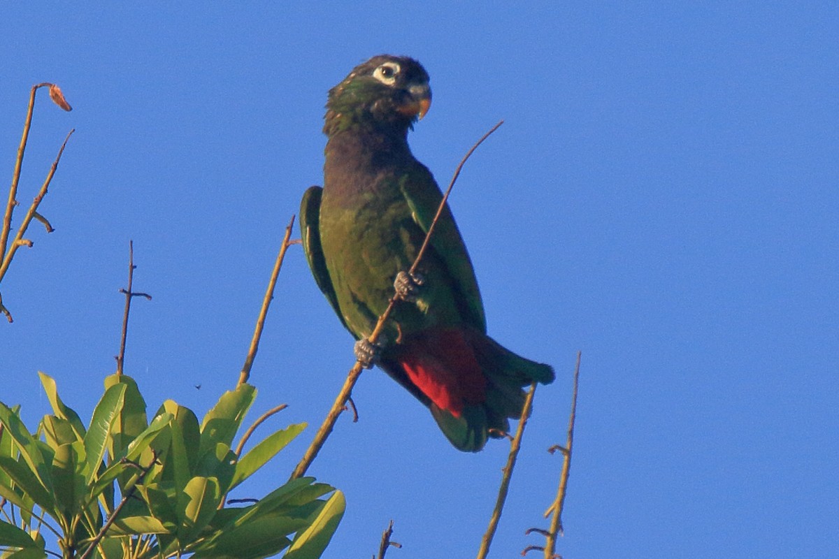 Scaly-headed Parrot - ML641439416