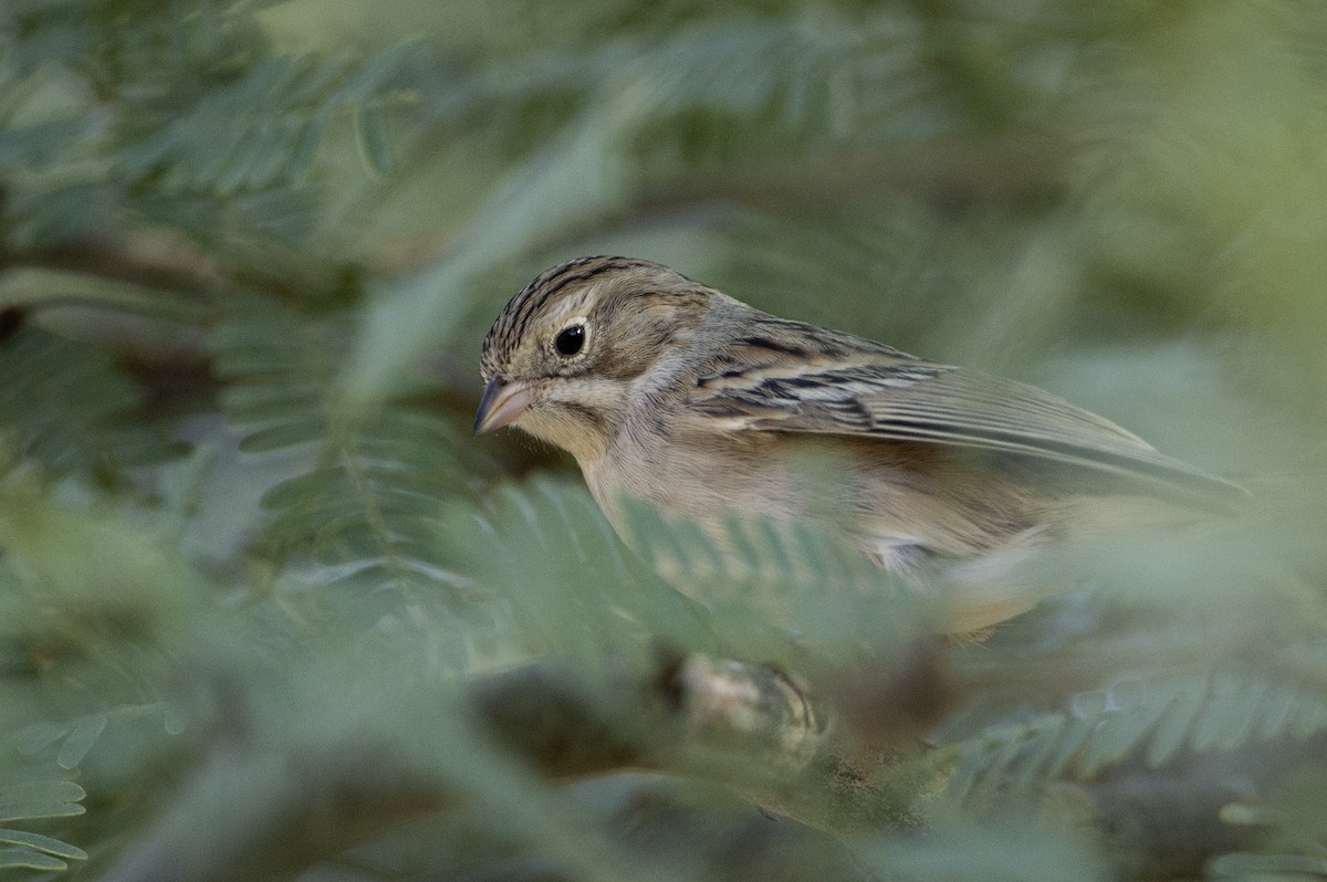 Brewer's Sparrow - ML641439447