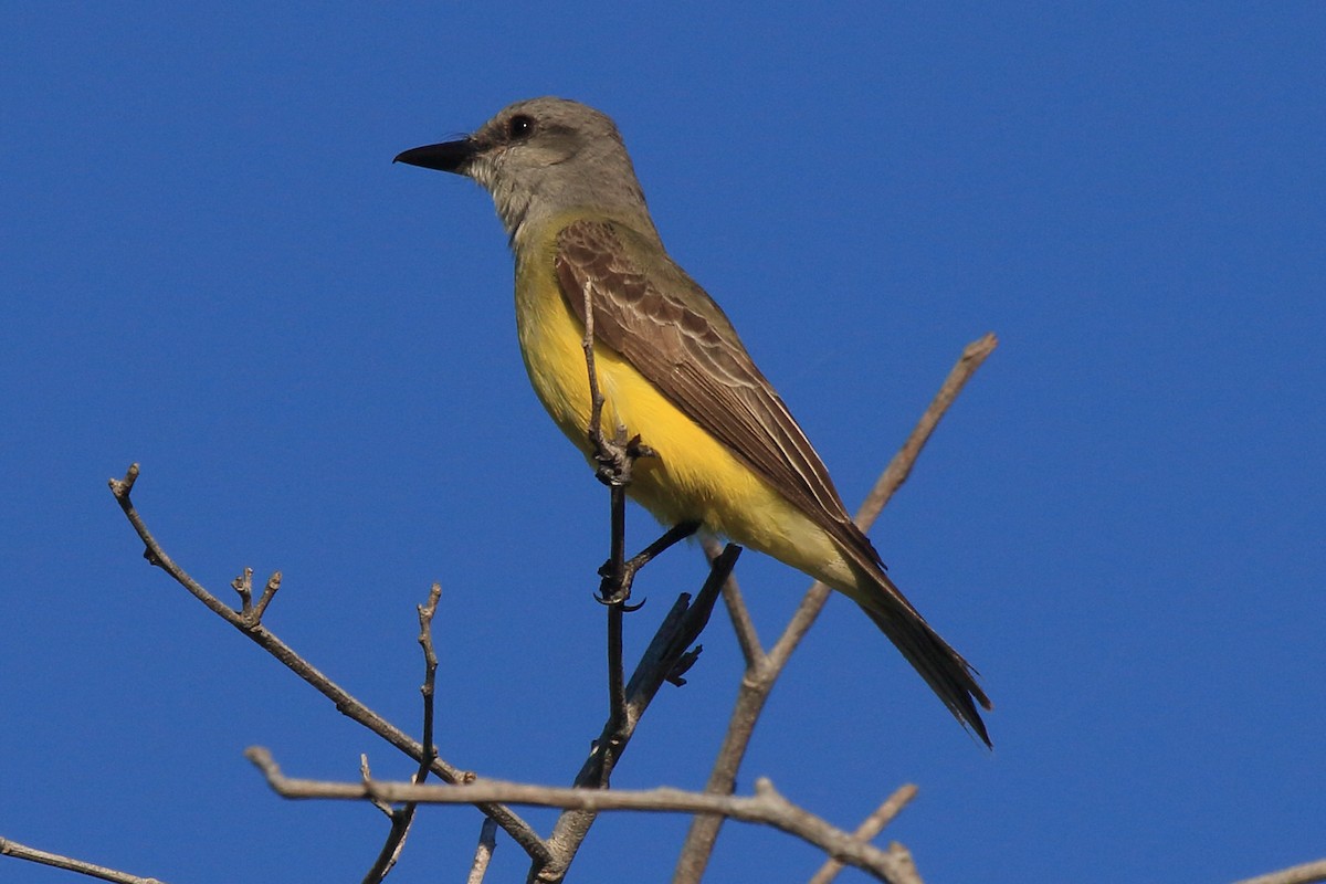 Tropical Kingbird - ML641439472